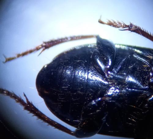 Réf. 353 145 : Harpalus fuscicornis